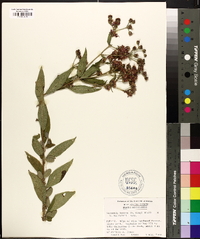 Vernonia texana image