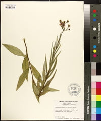 Vernonia texana image