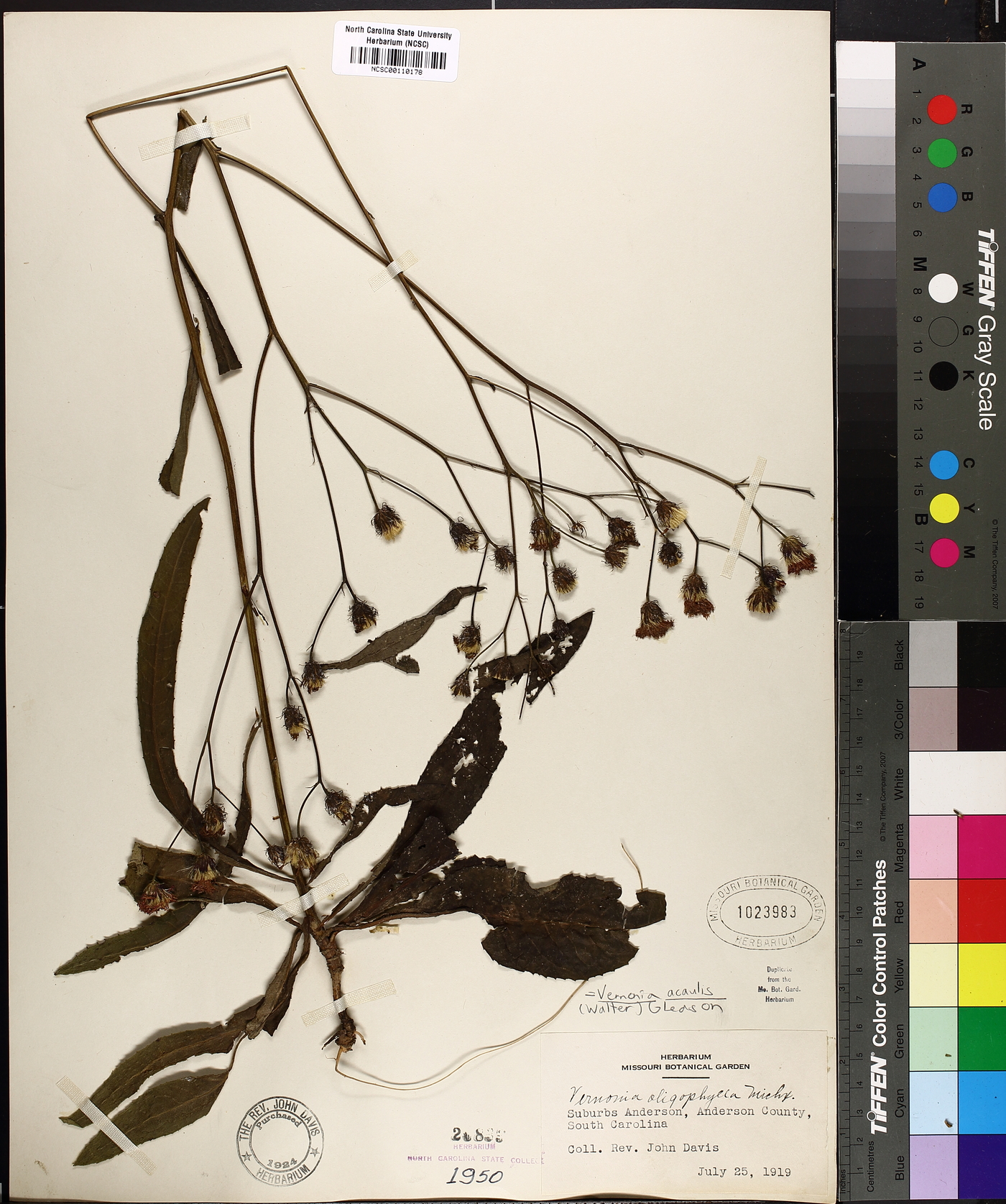 Vernonia acaulis image