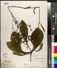 Vernonia acaulis image