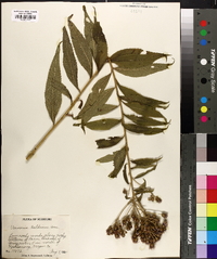 Vernonia baldwinii image