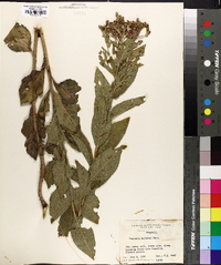 Vernonia baldwinii image