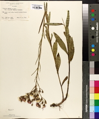 Vernonia baldwinii image