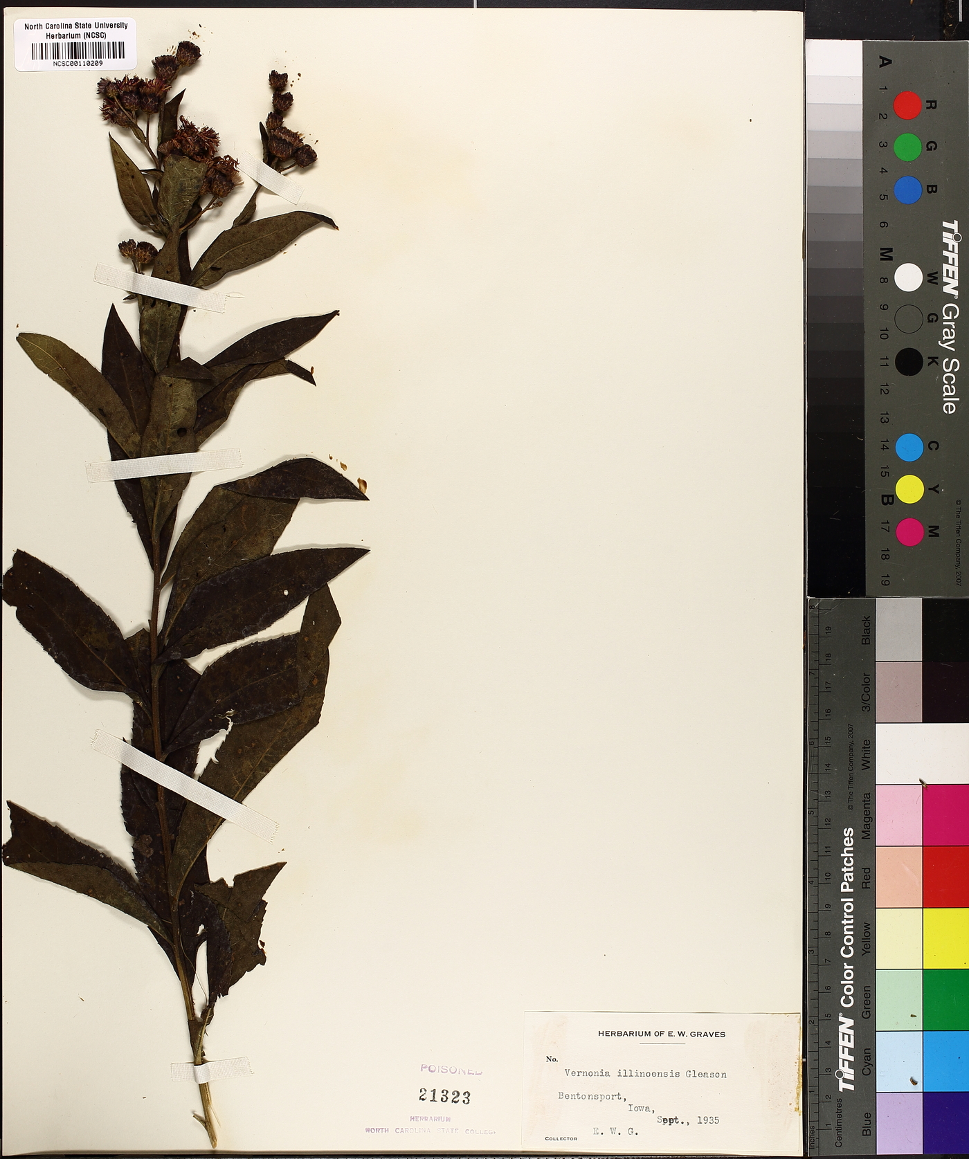 Vernonia × illinoensis image