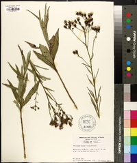 Vernonia texana image