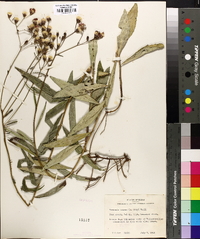 Vernonia texana image