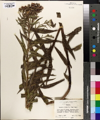 Vernonia texana image