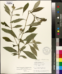 Vernonia anthelmintica image