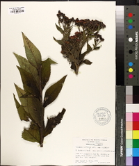 Vernonia baldwinii image