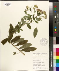 Linzia glabra image