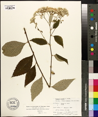 Vernonia holstii image