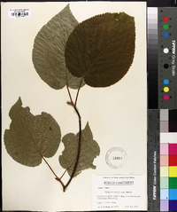 Viburnum lantanoides image