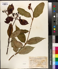 Viburnum cassinoides image
