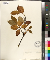 Viburnum cassinoides image