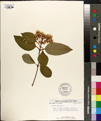 Viburnum cassinoides image