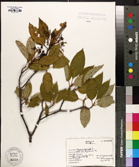 Viburnum cassinoides image