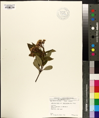 Viburnum cassinoides image