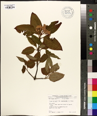 Viburnum cassinoides image