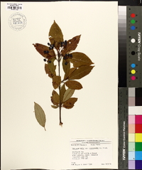 Viburnum cassinoides image