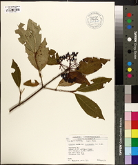 Viburnum cassinoides image