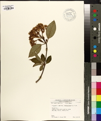 Viburnum cassinoides image