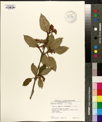 Viburnum cassinoides image