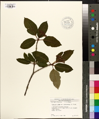 Viburnum cassinoides image