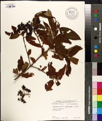 Viburnum cassinoides image