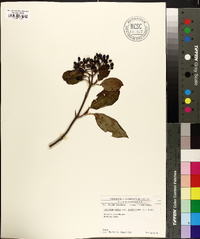 Viburnum cassinoides image