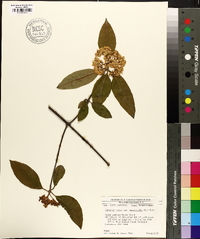 Viburnum cassinoides image