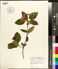 Viburnum cassinoides image