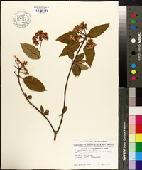 Viburnum cassinoides image