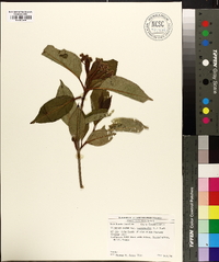 Viburnum cassinoides image