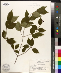 Viburnum rafinesqueanum image