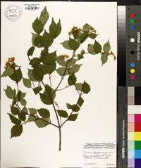 Viburnum rafinesqueanum image