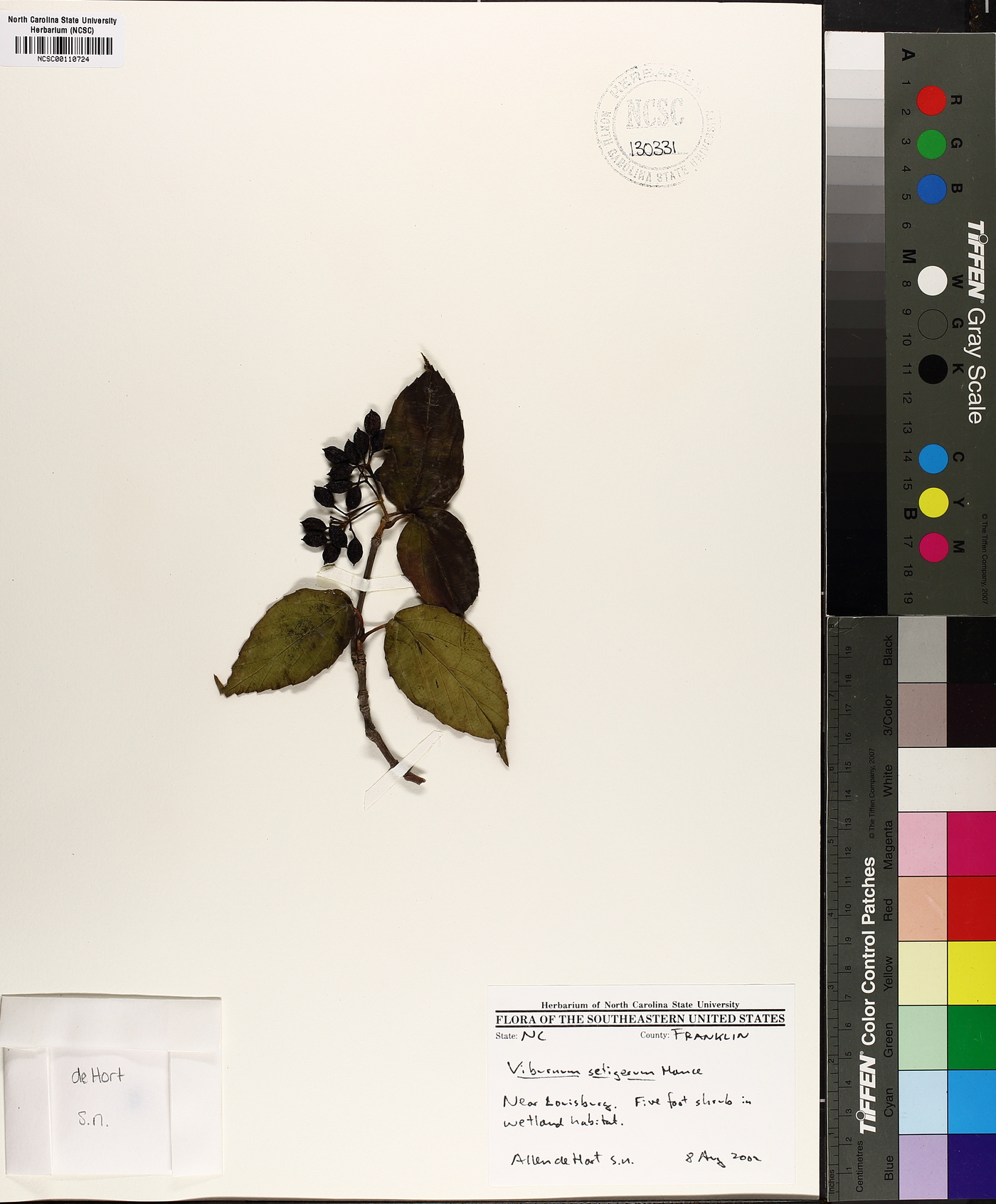 Viburnum setigerum image