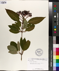 Viburnum cassinoides image