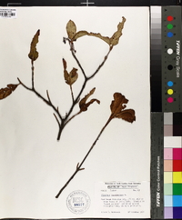 Viburnum cassinoides image