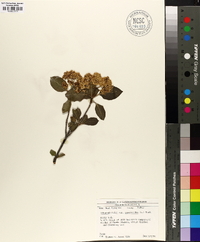 Viburnum cassinoides image