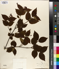 Viburnum rafinesqueanum image