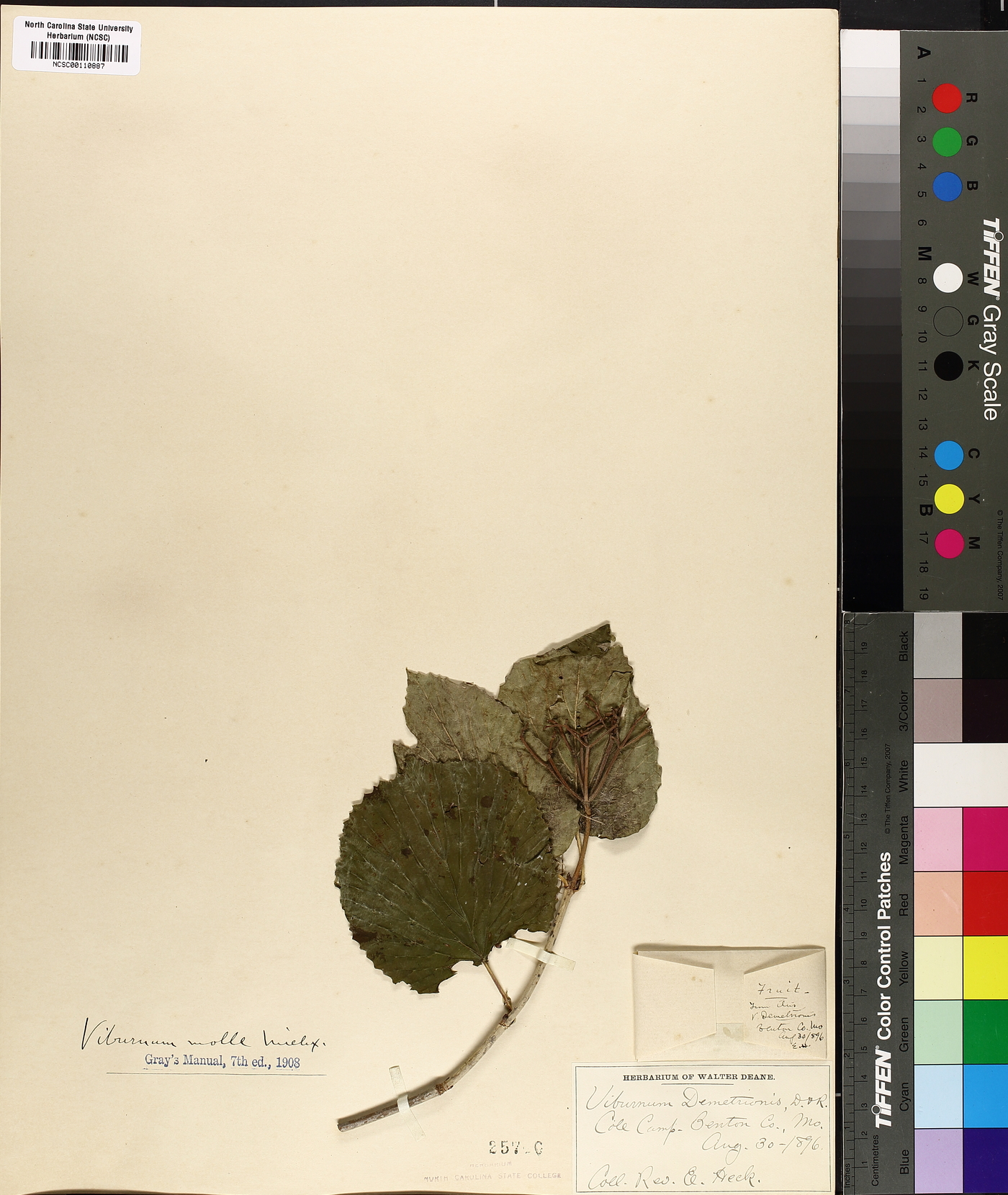 Viburnum molle image