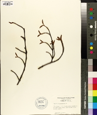 Viburnum cassinoides image