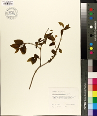 Lonicera canadensis image