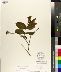 Lonicera dioica image