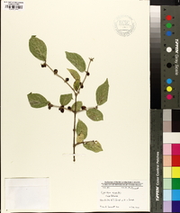 Lonicera maackii image