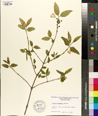 Lonicera canadensis image