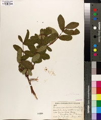 Lonicera caerulea image