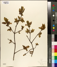 Lonicera canadensis image