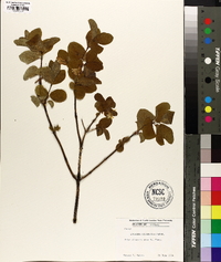 Lonicera canadensis image