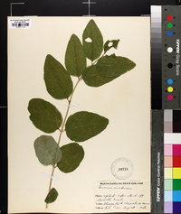 Lonicera canadensis image